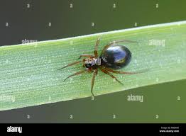 Attēlu rezultāti vaicājumam “Linyphiidae”