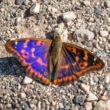 Attēlu rezultāti vaicājumam “Lycaena alciphron male”