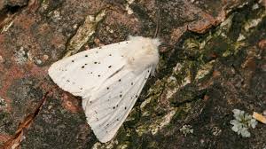 Attēlu rezultāti vaicājumam “Spilosoma lubricipeda”