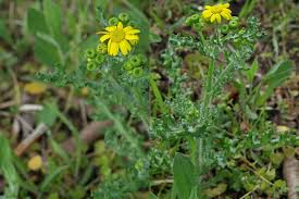 Attēlu rezultāti vaicājumam “Senecio vernalis leaf”