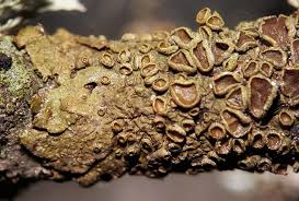 Attēlu rezultāti vaicājumam “Dianema nivale sessile”