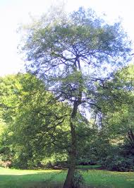 Attēlu rezultāti vaicājumam “Quercus robur fo. pectinata”