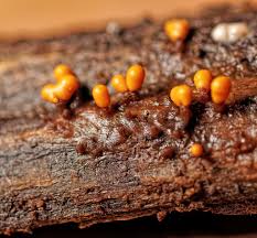 Attēlu rezultāti vaicājumam “Trichia varia macro”