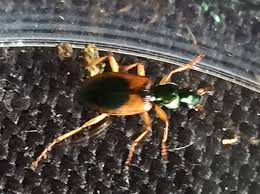 Attēlu rezultāti vaicājumam “Anchomenus dorsalis”