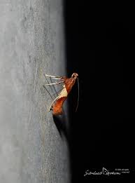 Attēlu rezultāti vaicājumam “Caloptilia stigmatella”