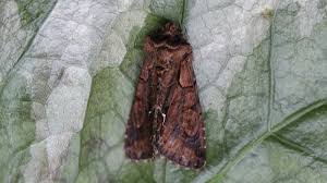 Attēlu rezultāti vaicājumam “Allophyes oxyacanthae”