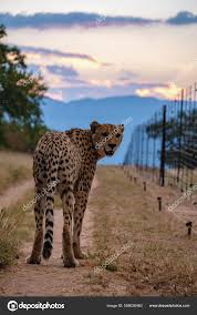 Afbeeldingsresultaat voor cheeta