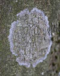 Attēlu rezultāti vaicājumam “Athelia arachnoidea”