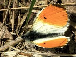 Attēlu rezultāti vaicājumam “Anthocharis cardamines male”