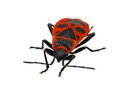 Attēlu rezultāti vaicājumam “Pyrrhocoris apterus”