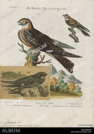 Image result for Chordeiles minor