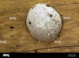 Attēlu rezultāti vaicājumam “Reticularia lycoperdon spores”