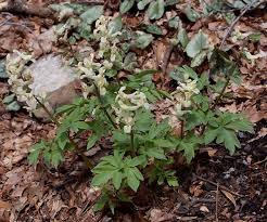 Attēlu rezultāti vaicājumam “Corydalis cava flower”