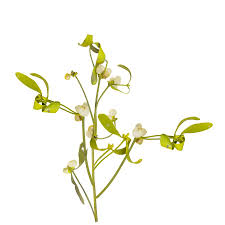 Attēlu rezultāti vaicājumam “Viscum album leaf”