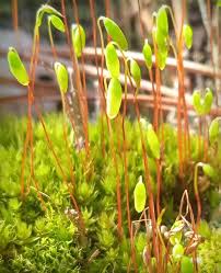 Attēlu rezultāti vaicājumam “Bryum bimum”