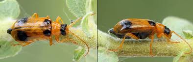 Attēlu rezultāti vaicājumam “Phyllobrotica quadrimaculata”