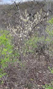 Attēlu rezultāti vaicājumam “Amelanchier spicata”