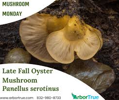 Attēlu rezultāti vaicājumam “Panellus serotinus”