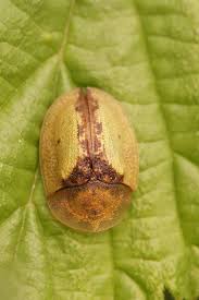 Attēlu rezultāti vaicājumam “Cassida”