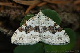 Attēlu rezultāti vaicājumam “Xanthorhoe montanata”