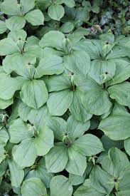 Attēlu rezultāti vaicājumam “Paris quadrifolia”