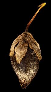 Attēlu rezultāti vaicājumam “Fagopyrum esculentum fruit”