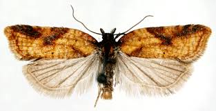 Attēlu rezultāti vaicājumam “Acleris aspersana”