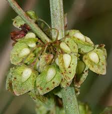 Attēlu rezultāti vaicājumam “Rumex hydrolapathum fruit”