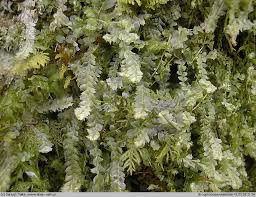 Attēlu rezultāti vaicājumam “Lophocolea bidentata”