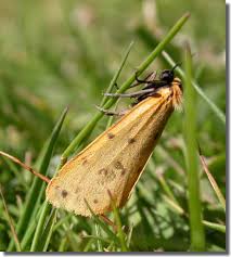 Attēlu rezultāti vaicājumam “Setina irrorella”