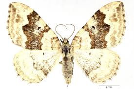 Attēlu rezultāti vaicājumam “Xanthorhoe montanata”