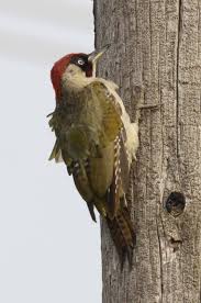 Attēlu rezultāti vaicājumam “Picus viridis”
