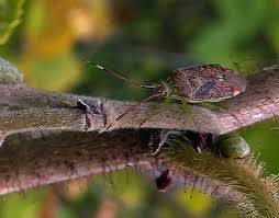 Attēlu rezultāti vaicājumam “Pantilius tunicatus”