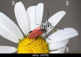 Attēlu rezultāti vaicājumam “Anastrangalia sanguinolenta”