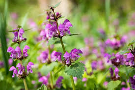 Attēlu rezultāti vaicājumam “Lamium purpureum flower”