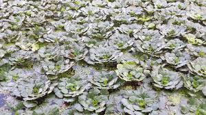 Attēlu rezultāti vaicājumam “Trapaceae”