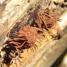 Attēlu rezultāti vaicājumam “Stemonitis axifera var. smithii young”