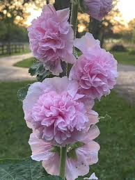 Image result for Alcea rosea `Appleblossom`