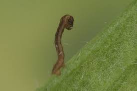 Attēlu rezultāti vaicājumam “Charissa ambiguata”