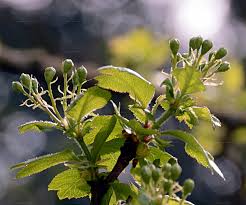 Attēlu rezultāti vaicājumam “Crataegus laevigata bud”