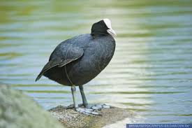 Attēlu rezultāti vaicājumam “Fulica atra”