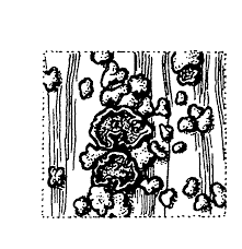 Attēlu rezultāti vaicājumam “Hypocenomyce friesii”