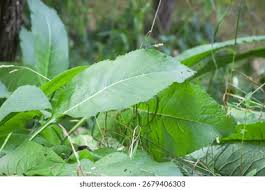 Attēlu rezultāti vaicājumam “Inula helenium leaf”