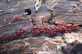 Attēlu rezultāti vaicājumam “Enerthenema papillatum”