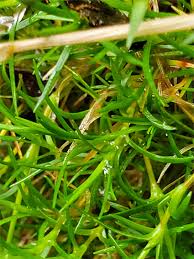 Attēlu rezultāti vaicājumam “Sagina nodosa leaf”