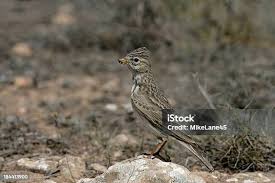 Image result for Calandrella rufescens