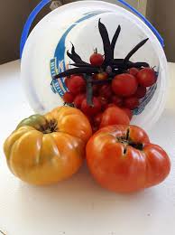 Afbeeldingsresultaat voor amana orange beefsteak tomato