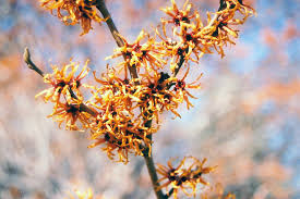 Attēlu rezultāti vaicājumam “Hamamelis vernalis flower”