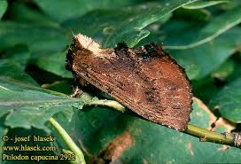 Attēlu rezultāti vaicājumam “Ptilodon capucina”