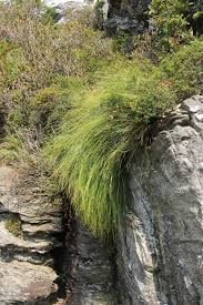 Attēlu rezultāti vaicājumam “Trichophorum cespitosum”